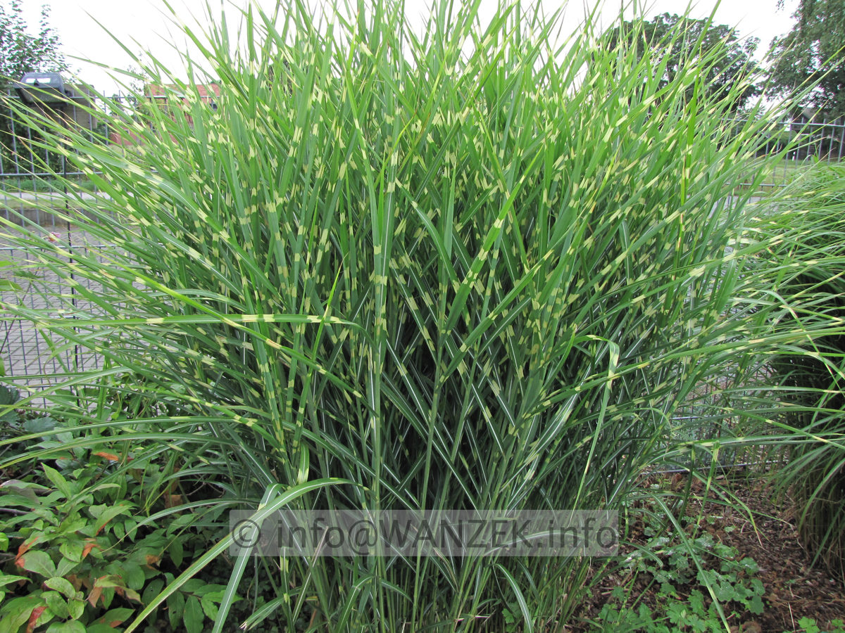 Miscanthus sinensis Zebrinus 01.JPG